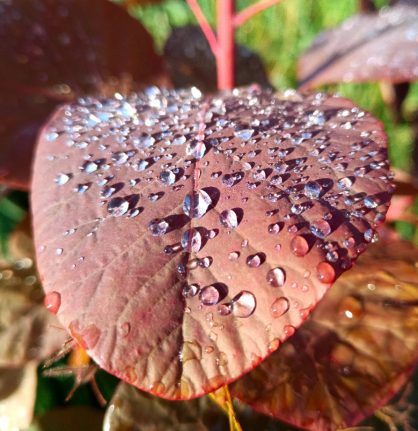 Rosée du matin gouttes d'eau sur feuille