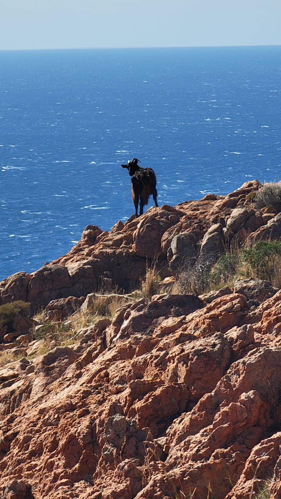 Chèvre Corse vue mer