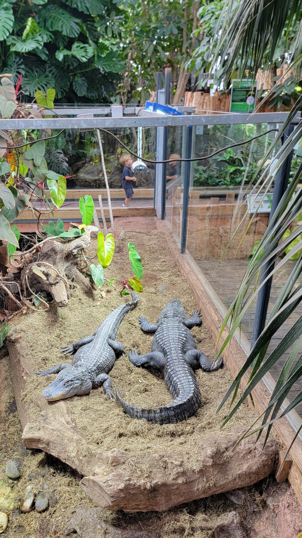 Crocodiles Planet Exotica