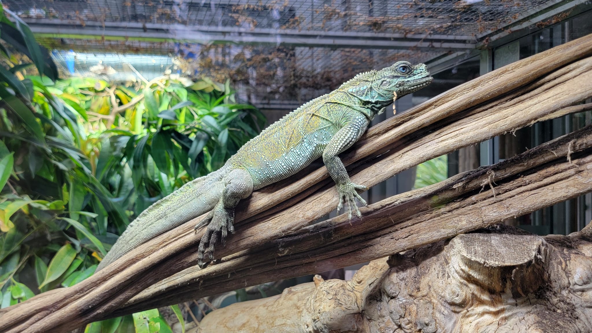 Lézard Planet Exotica