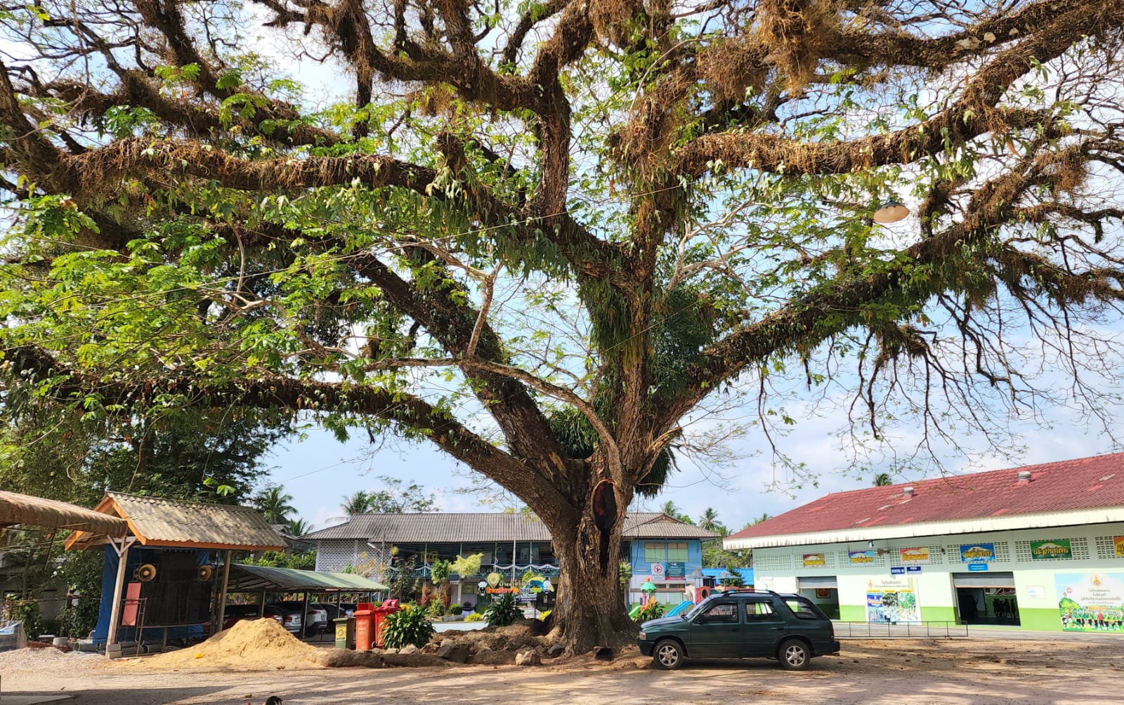 Grand arbre à Chumphon au Wat Don Ruab