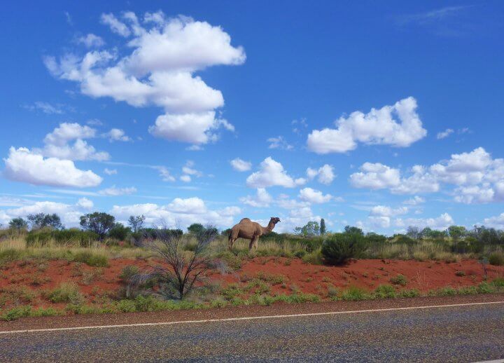dromadaire red center australie