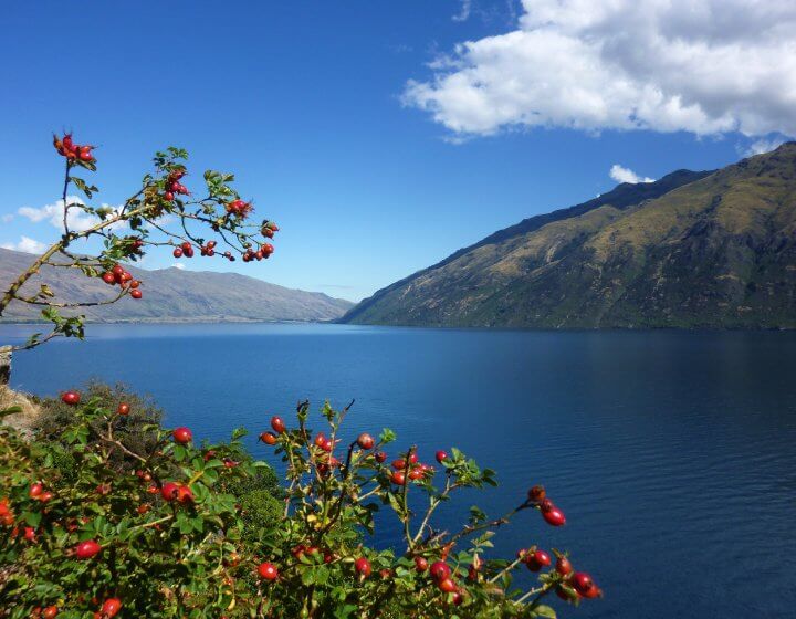 Lac wakatipu