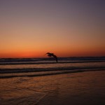 mouette coucher de soleil Venice Beach Los Angeles