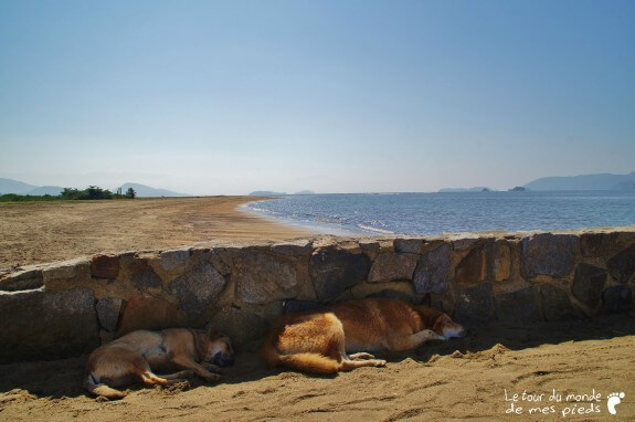 chien plage Paraty