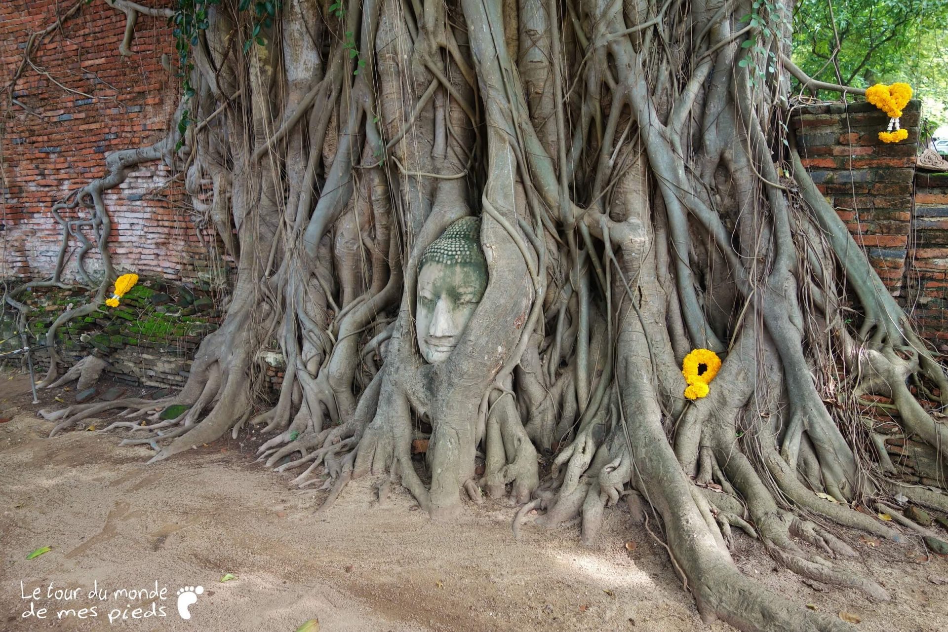 Ayutthaya arbre