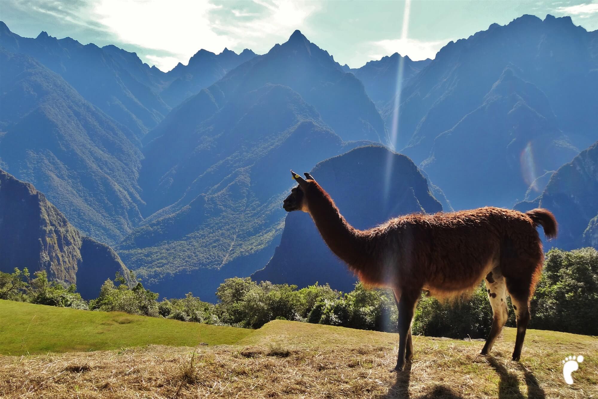 lama machu picchu