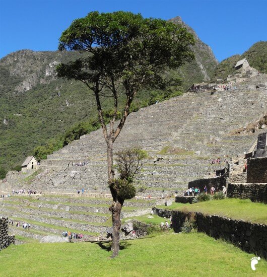 arbre Machu Picchu
