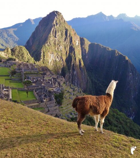 lama machu picchu