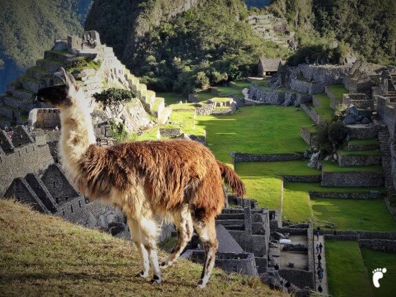 lama face au Machu Picchu