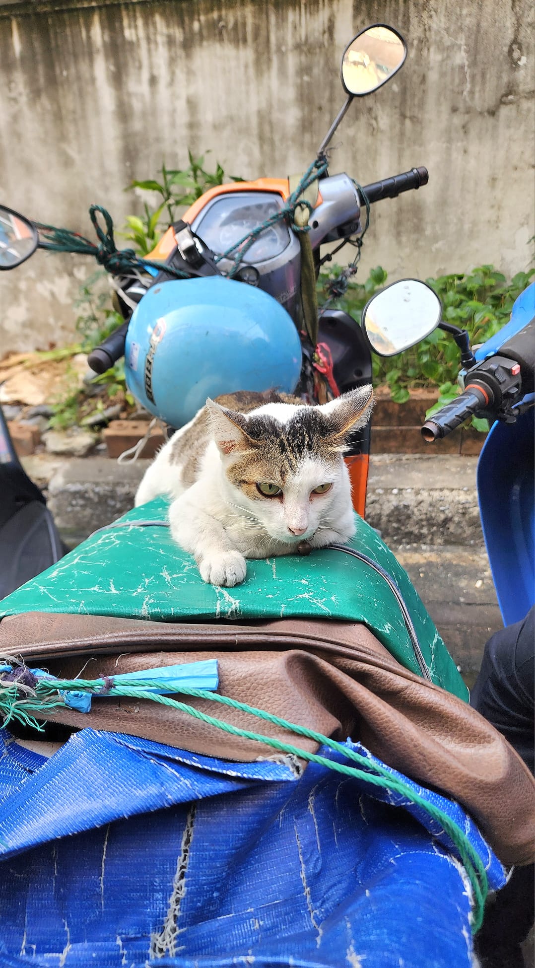Chat Bangkok scooter 