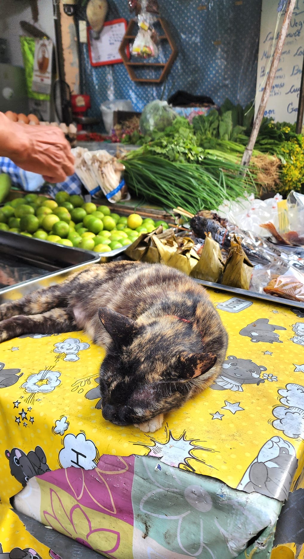 Chat Bangkok marché 