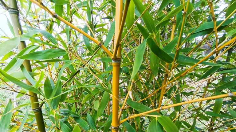 Le bambou au jardin : stop aux idées reçues !