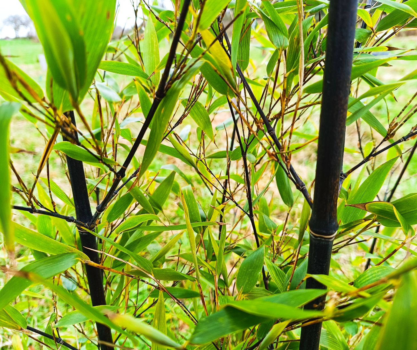Bambou noir jardin forêt 