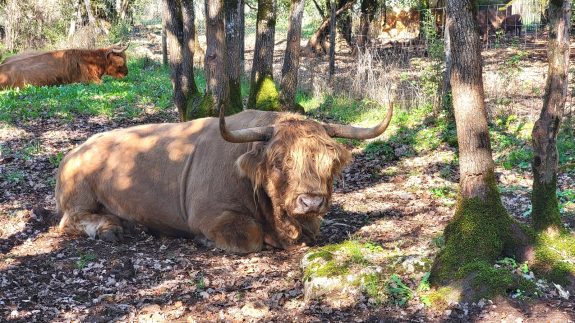 Boeuf d'Écosse Parc animalier de Gramat 