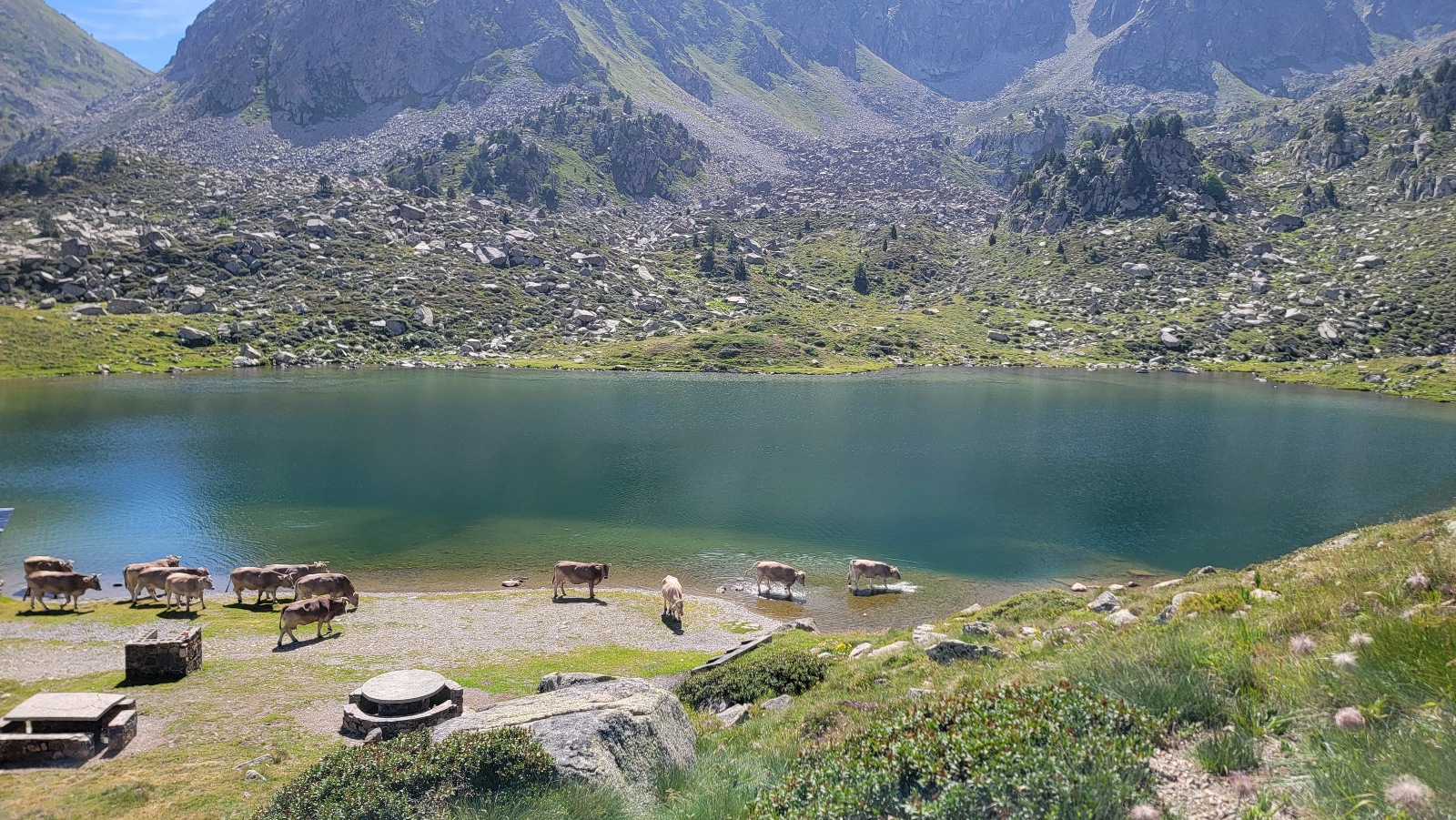 Vaches Andorre lac Estany de les Abelletes