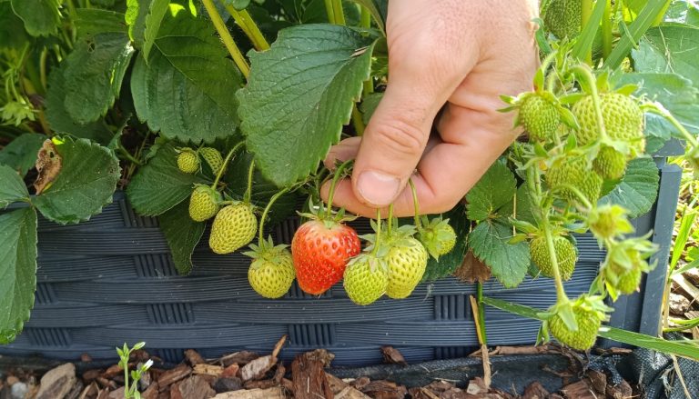 Comment multiplier ses fraisiers avec les stolons (ma méthode simple et efficace)