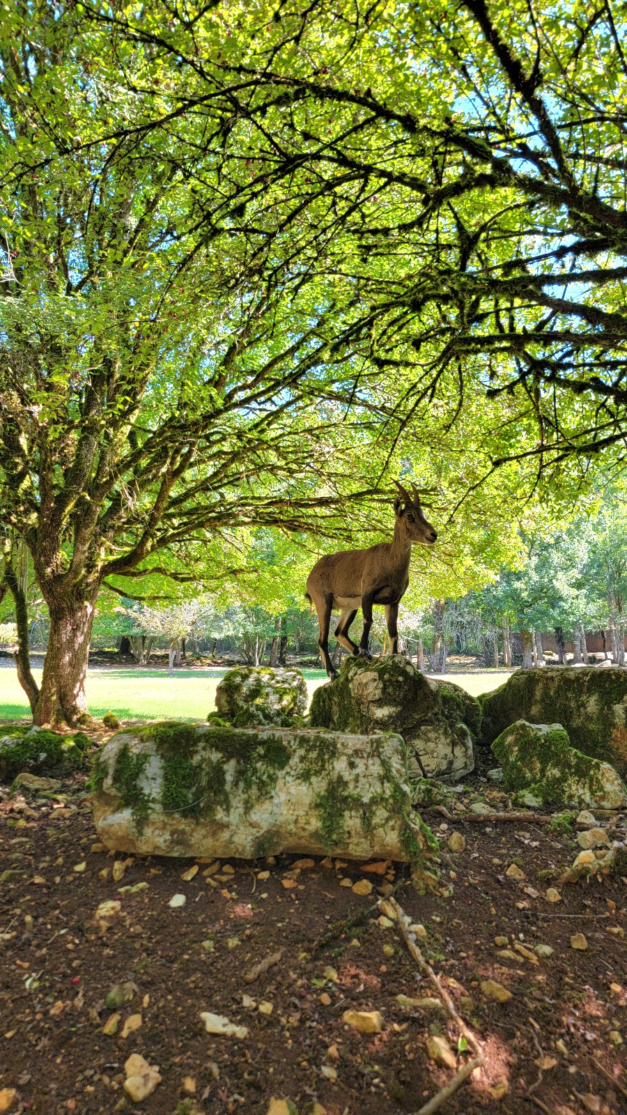 Chamois Parc animalier Gramat