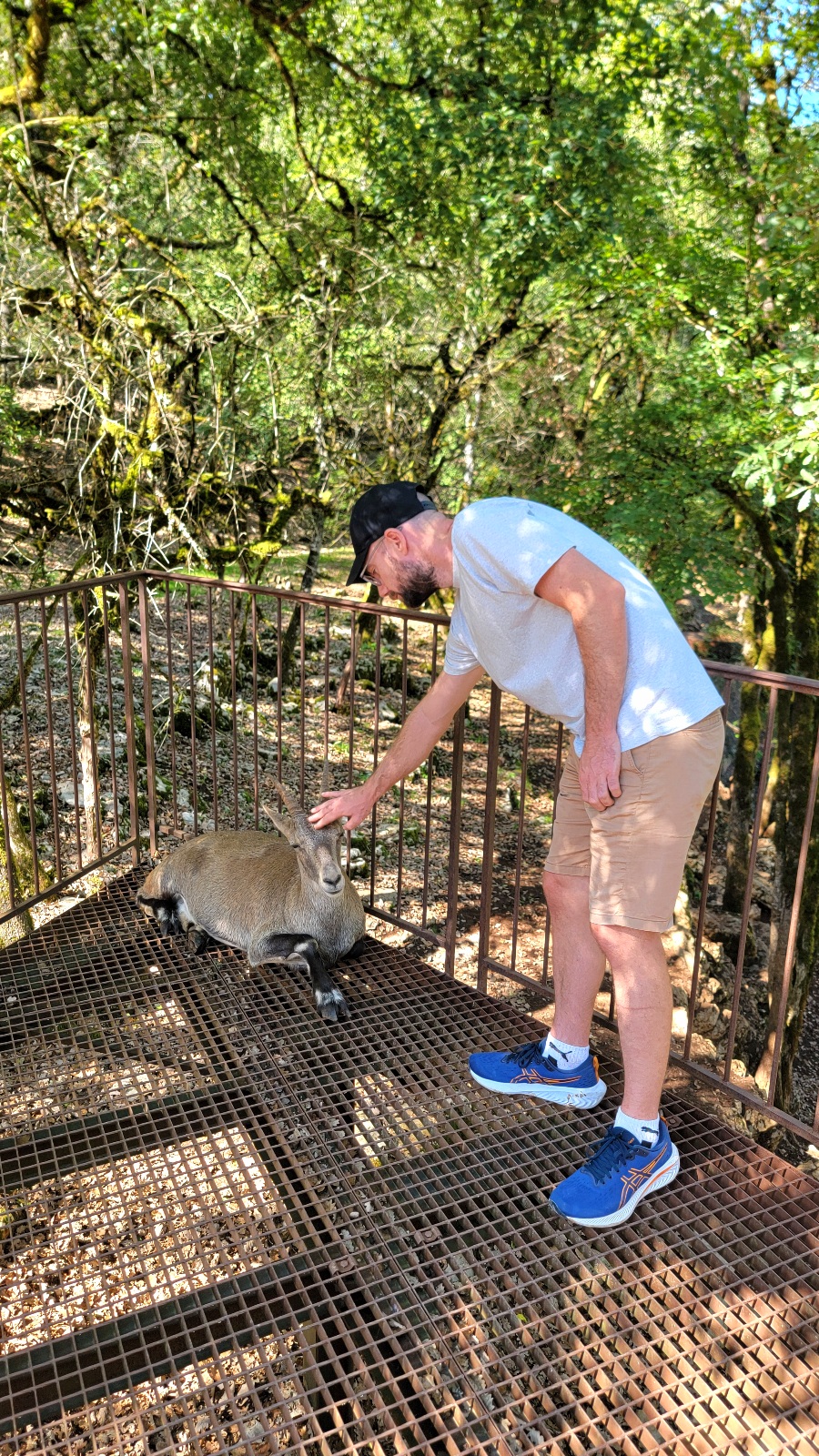 Chamois Parc animalier de Gramat immersion
