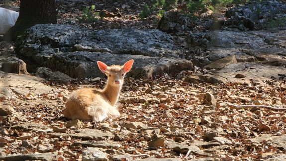 Faon Bambi Parc animalier de Gramat 