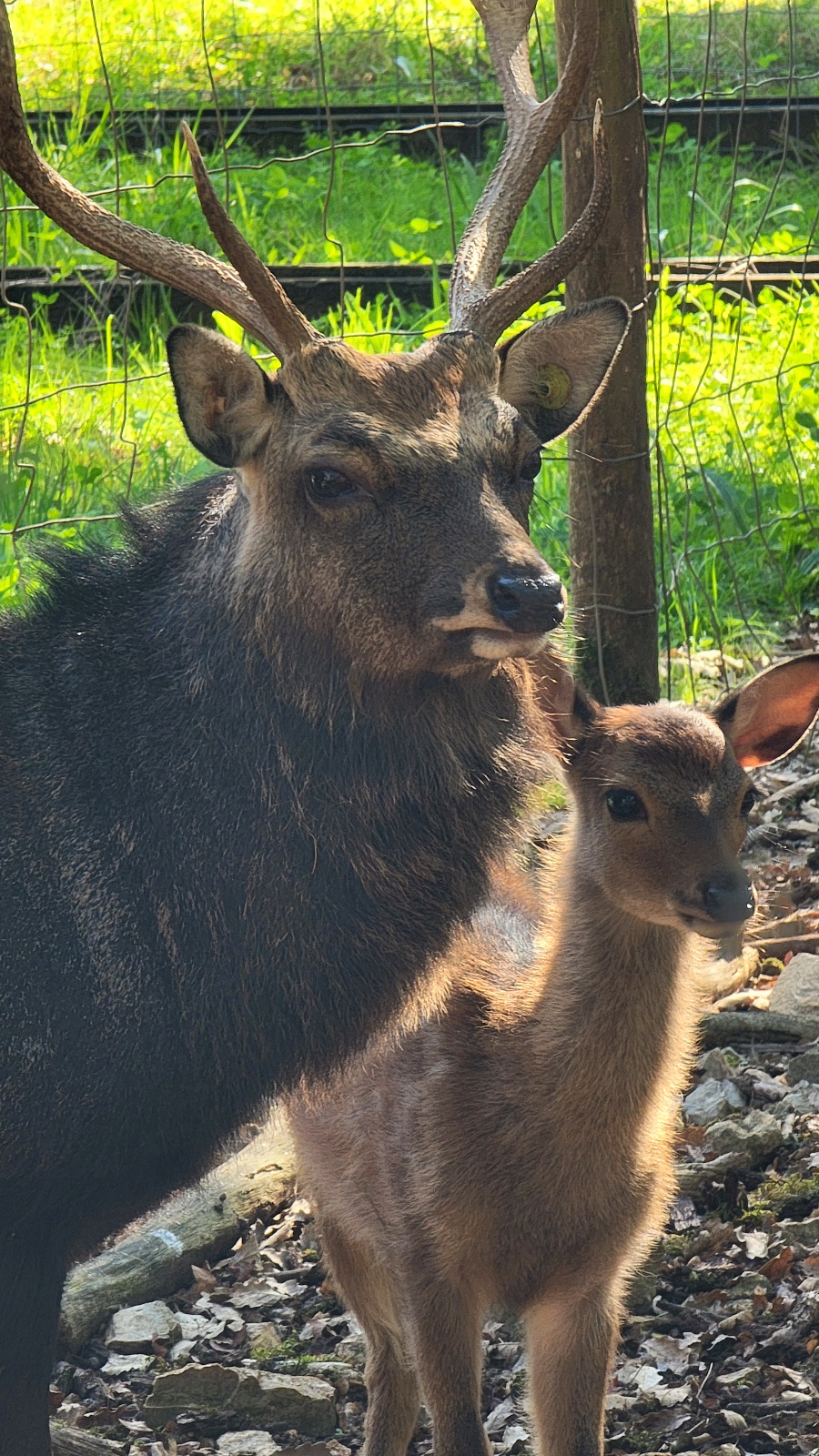 Cerf parc animalier Gramat 