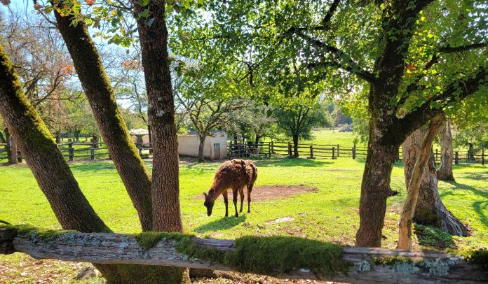 Lama-gramat Parc animalier de Gramat avis