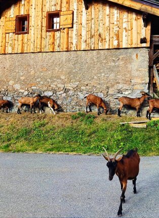 Lindarets chalets chèvres