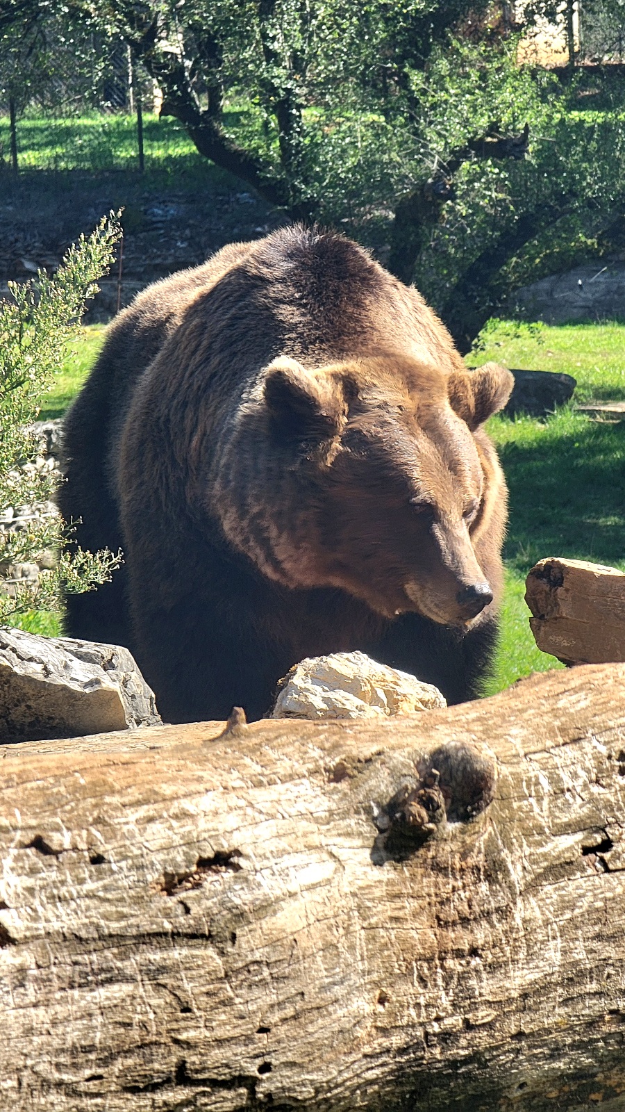 Ours brun dans le parc animalier de Gramat 