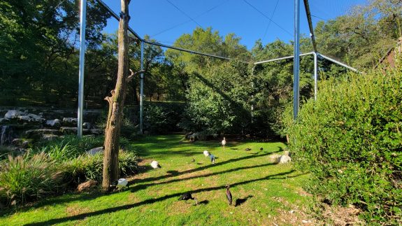 Volière d'immersion parc animalier de Gramat 