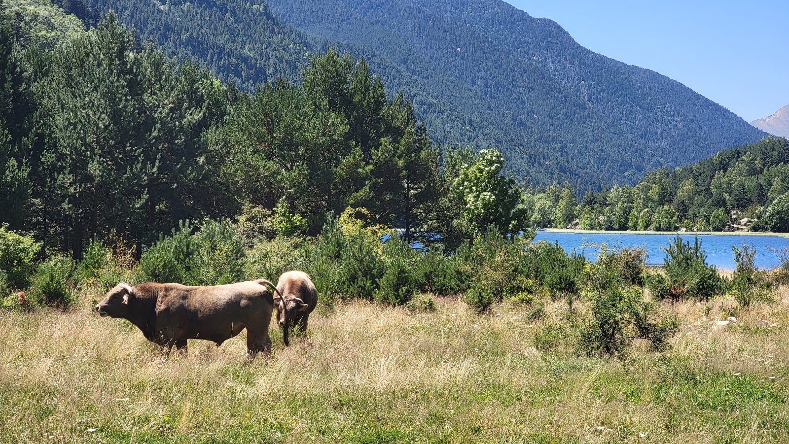 Parc national d'Aigüestortes et lac saint maurice Espagne randonnée marche montagne forêt nature vache