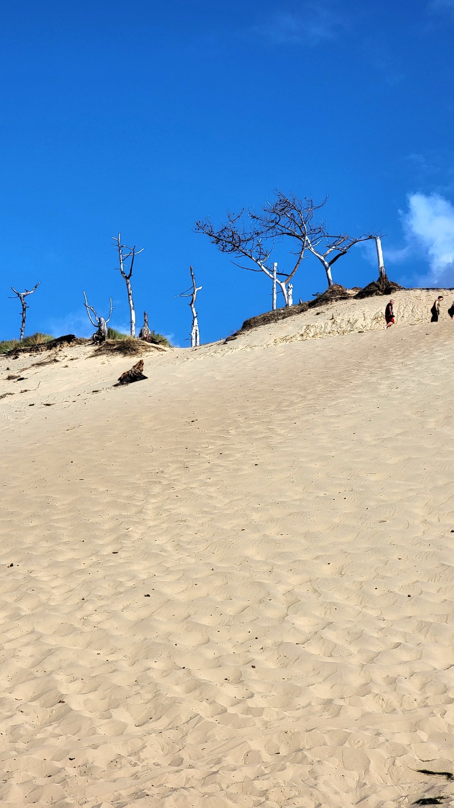 Dune du pilat Arbres