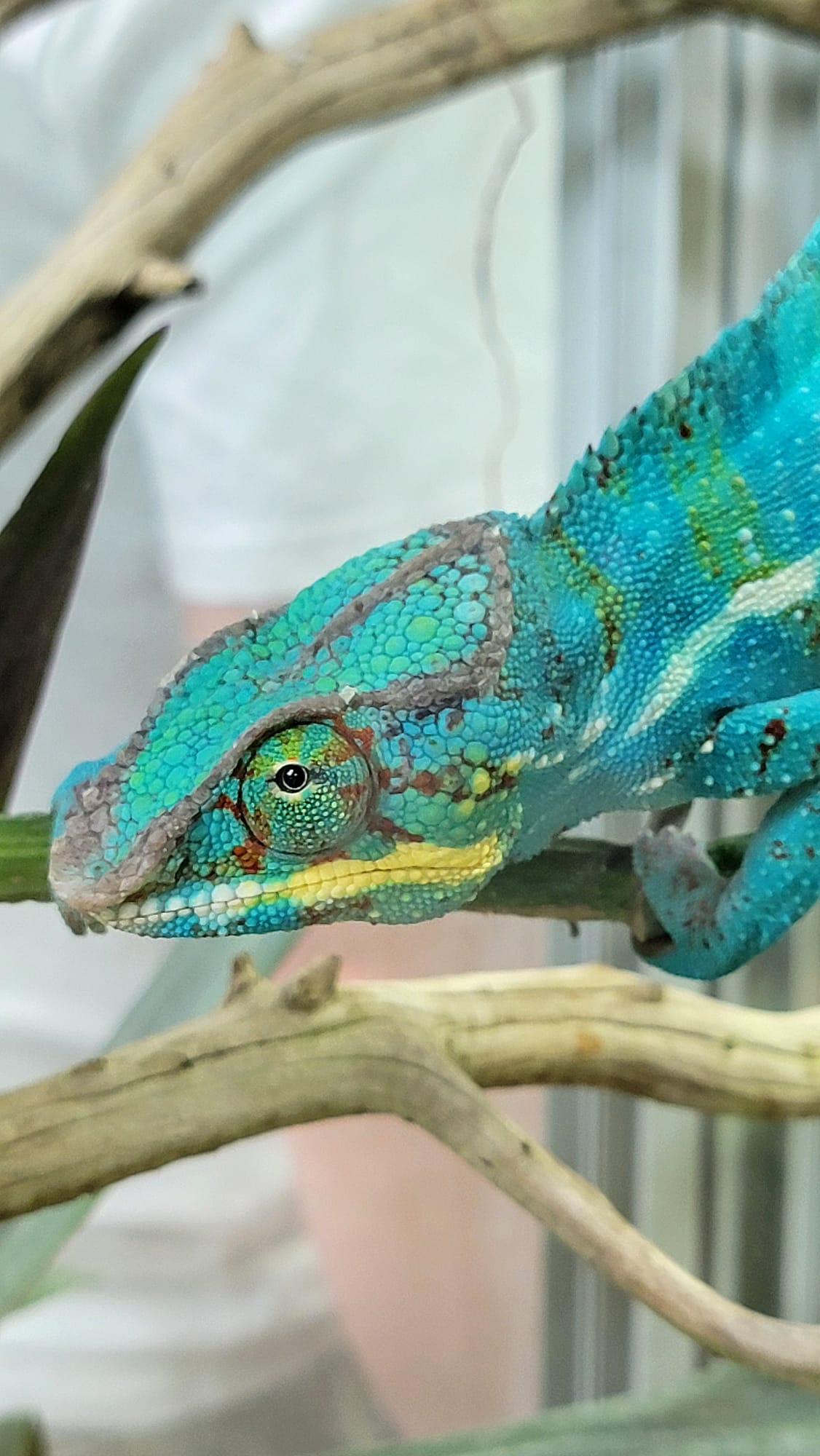 Lézard turquoise Planet Exotica