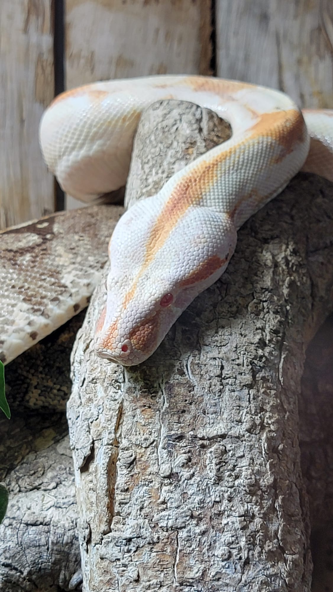 Planet Exotica serpent albinos