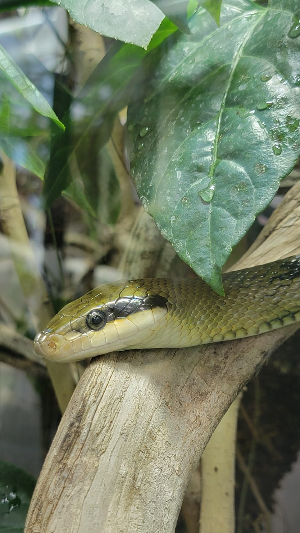 Serpent Planet Exotica