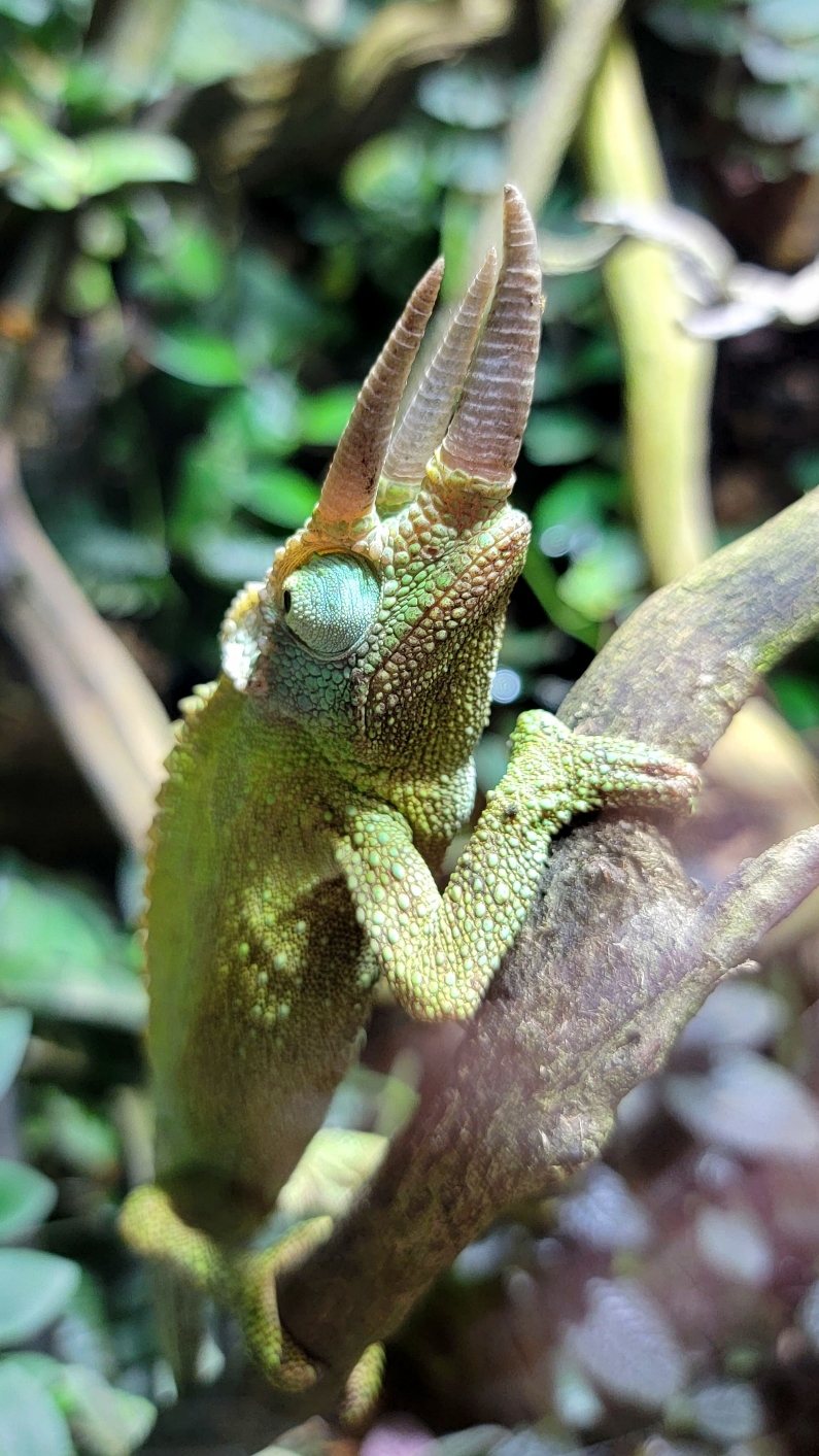 Reptile Planet Exotica