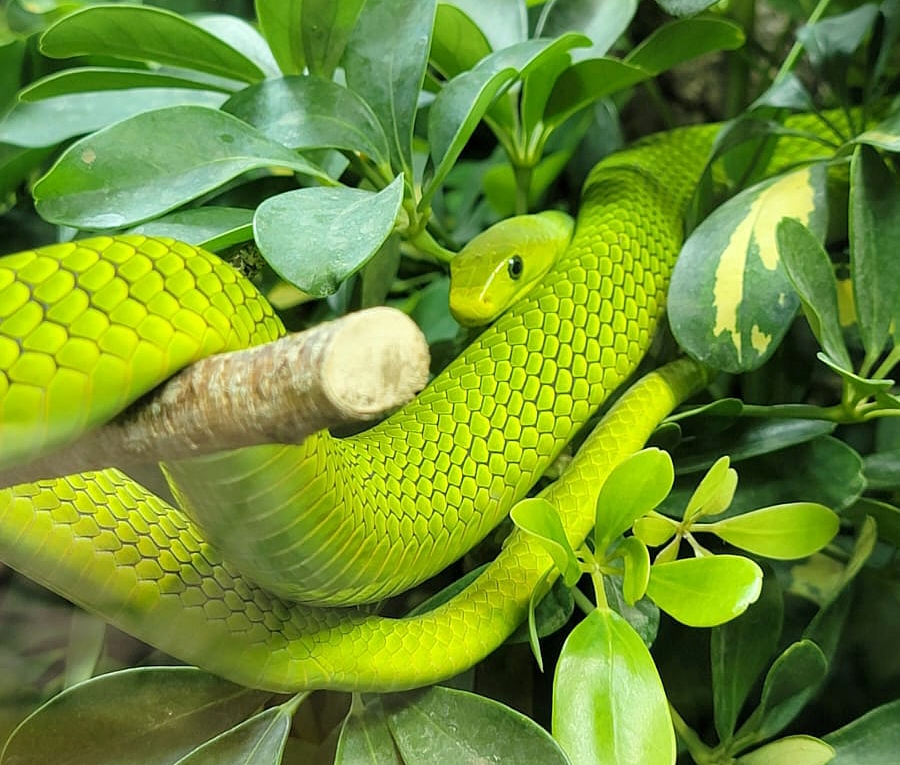 Serpent Planet Exotica