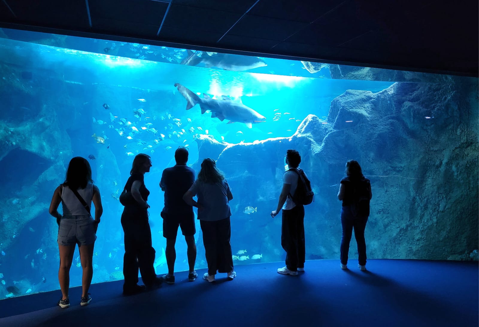 Requin aquarium de La Rochelle