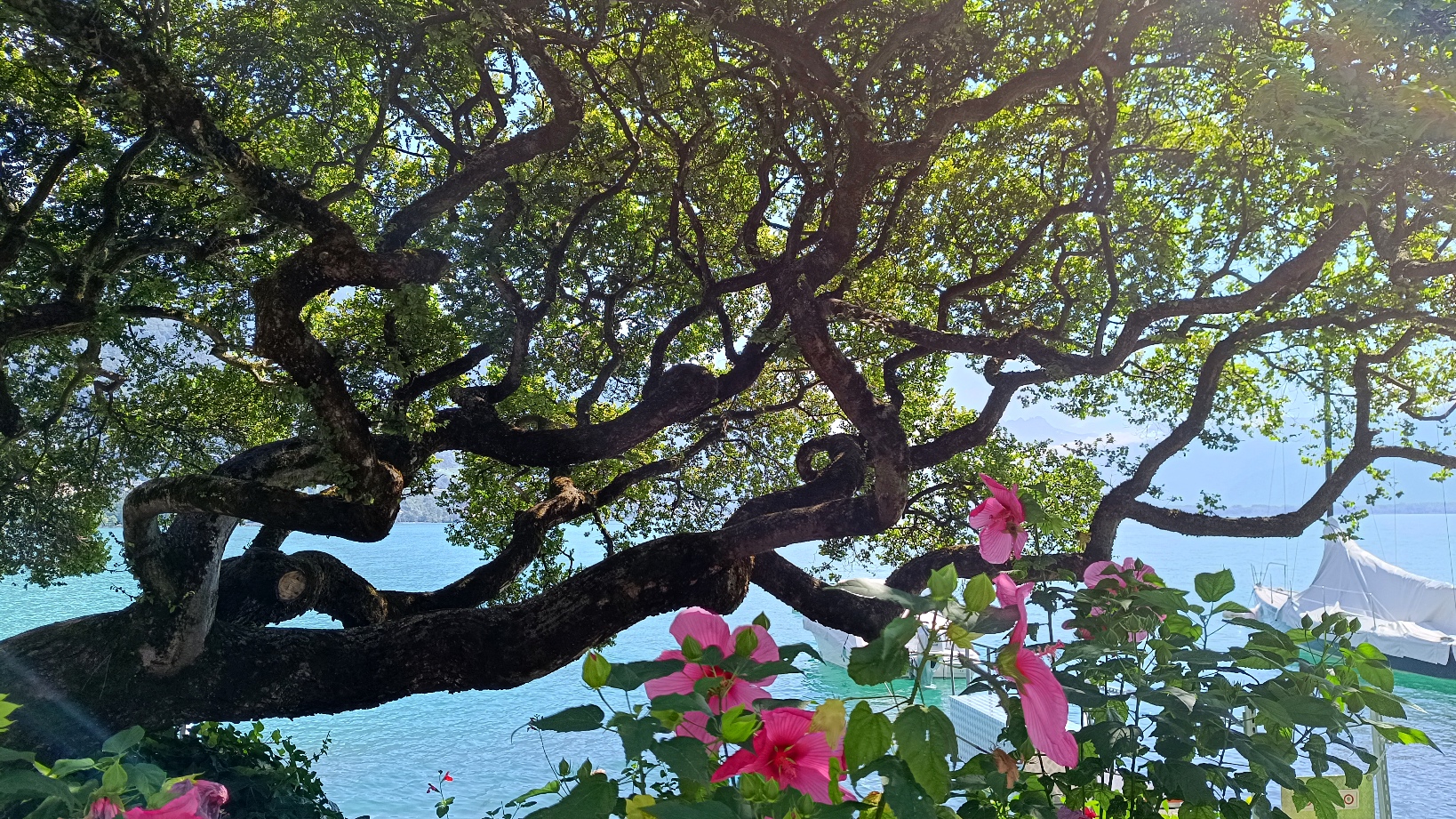 Arbre Quais Montreux