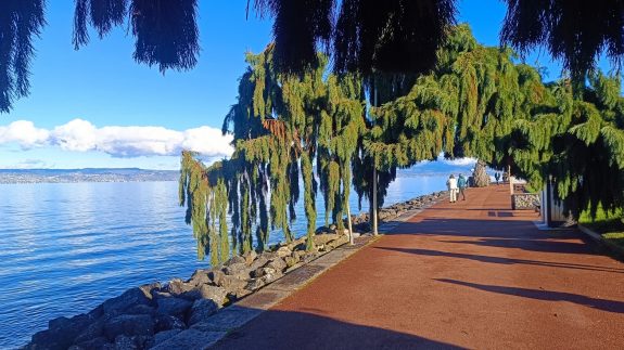 Arbres quais évian les bains