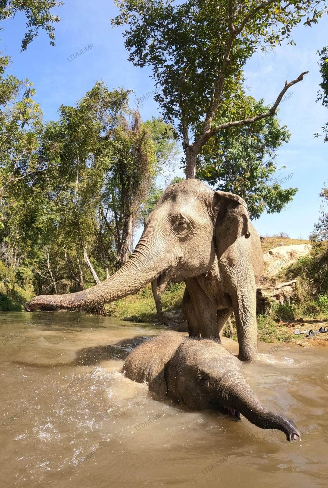 Bain Éléphant Thaïlande