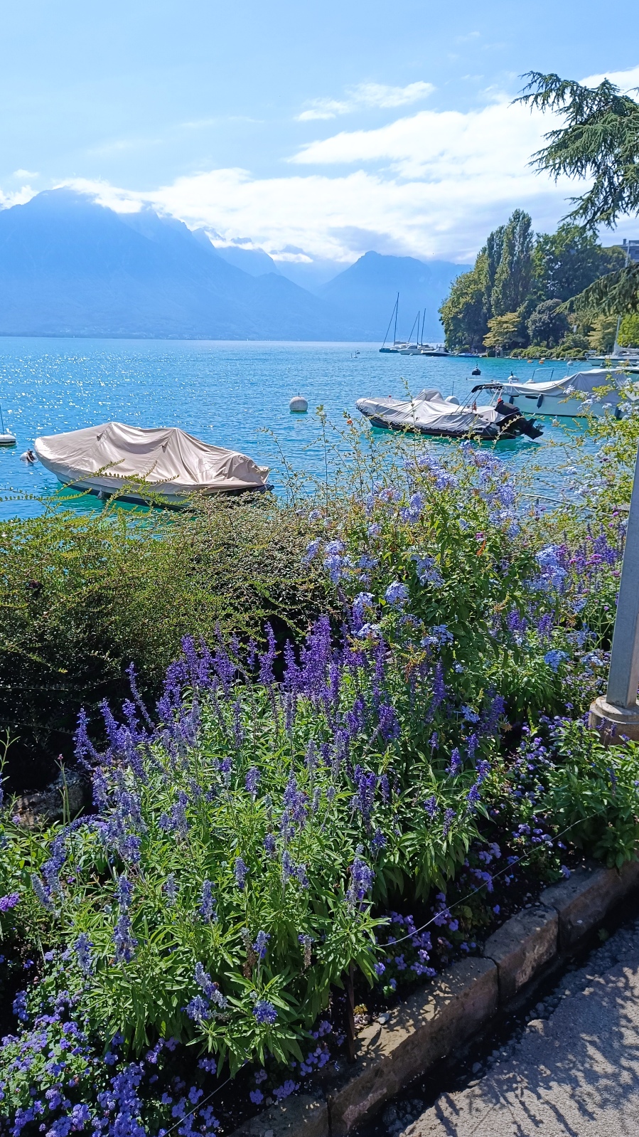 Fleurs Bleues Violettes Montreux Lac Léman