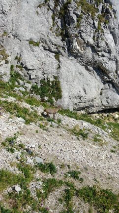 Bouquetin Dent d'Oche