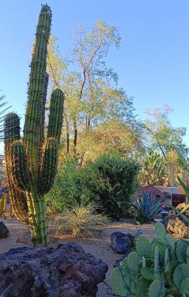 cactus-vegas-274x431 Cactus park Las Vegas