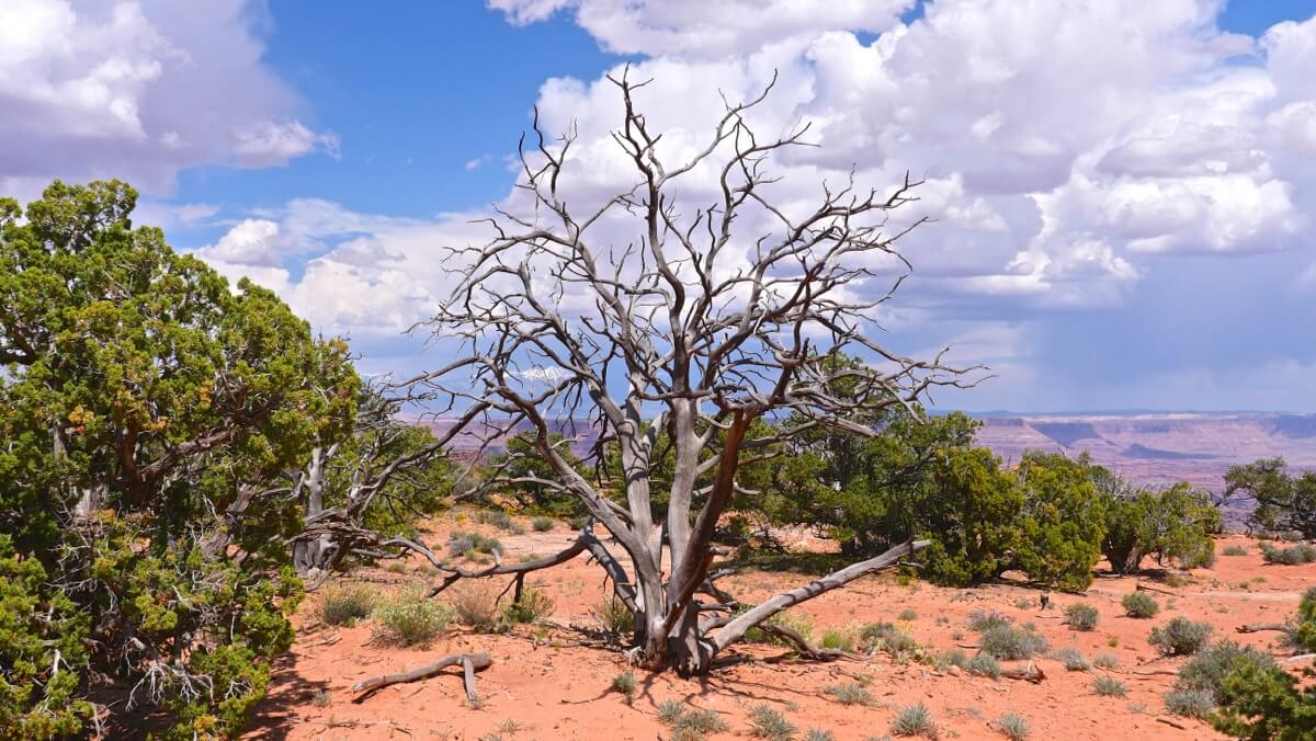 Arbre à Canyonlands