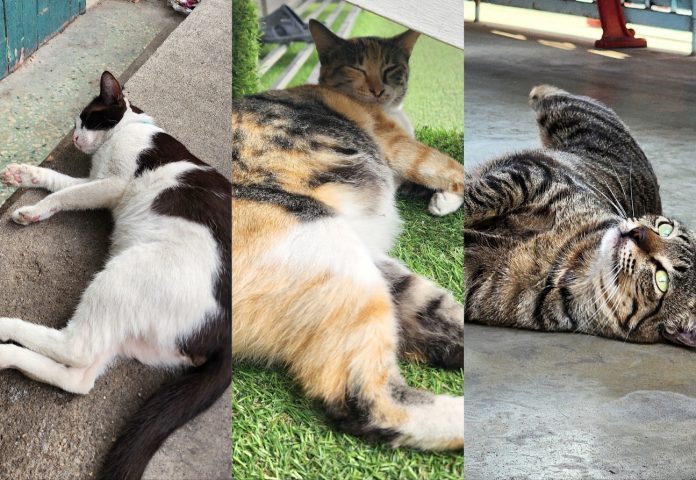chats-bangkok01