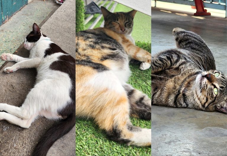 Immersion à Bangkok, à la rencontre des chats de rue