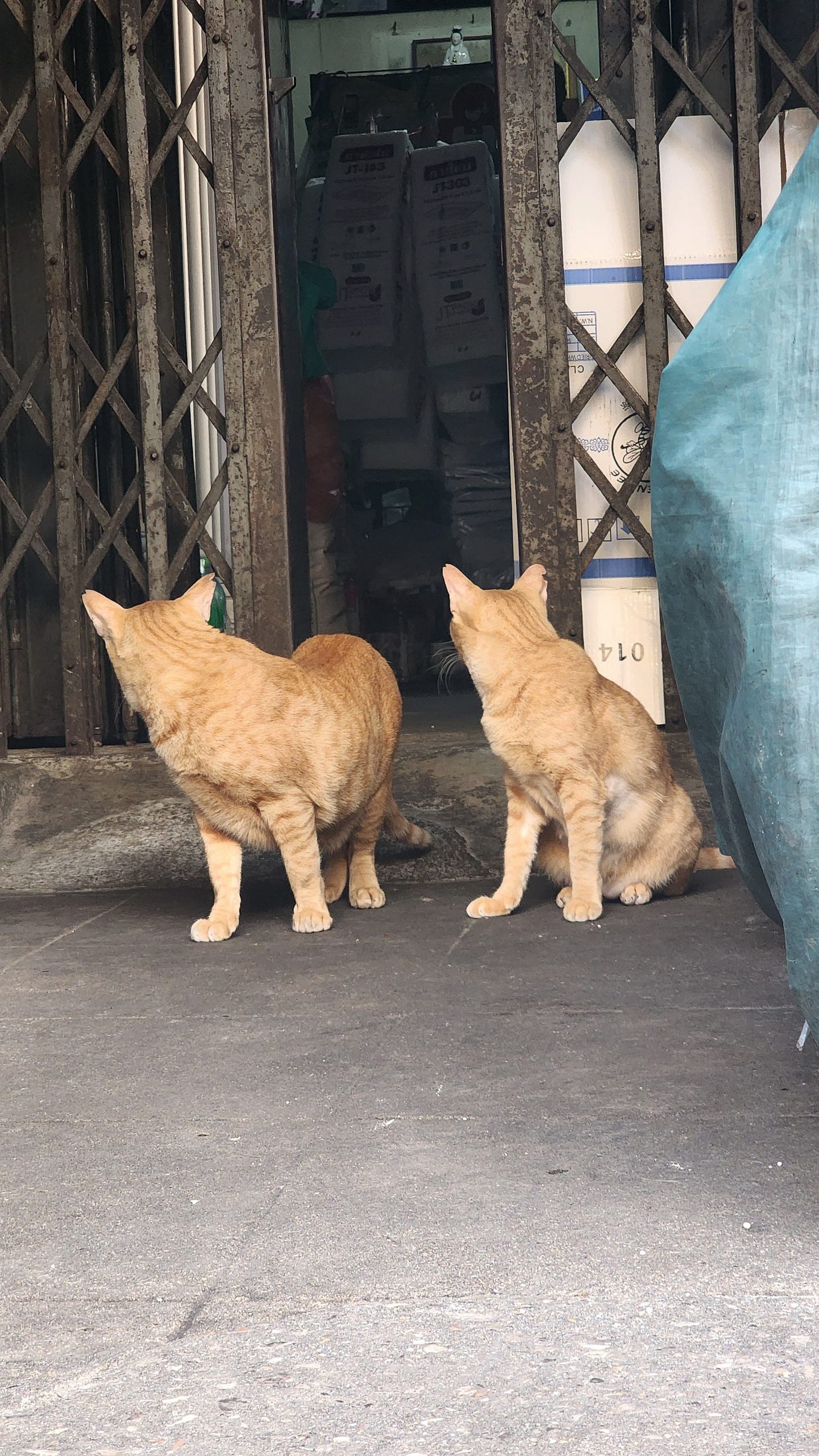 Chats retournés Bangkok