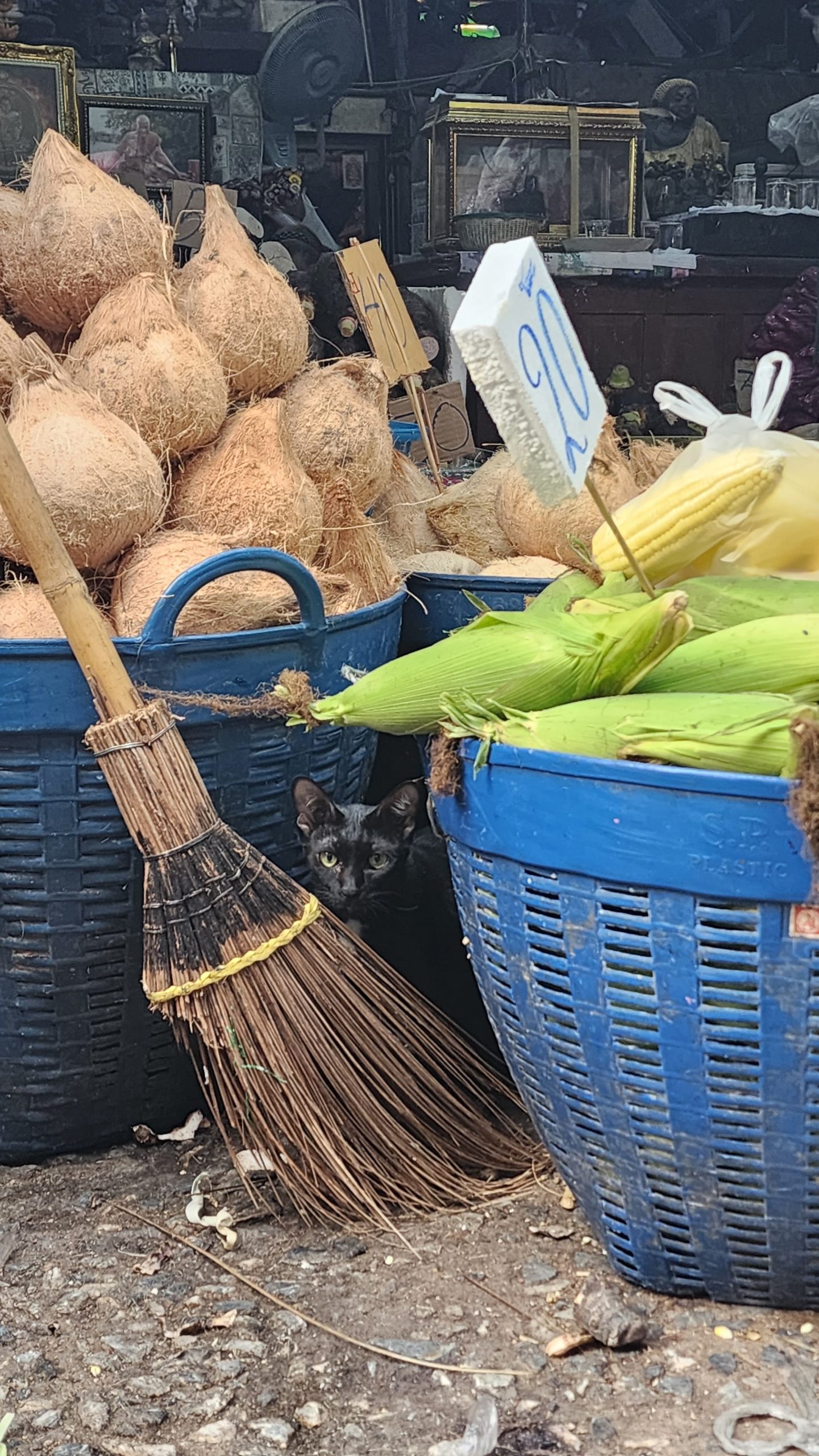 Chat caché dans un marché Bangkok