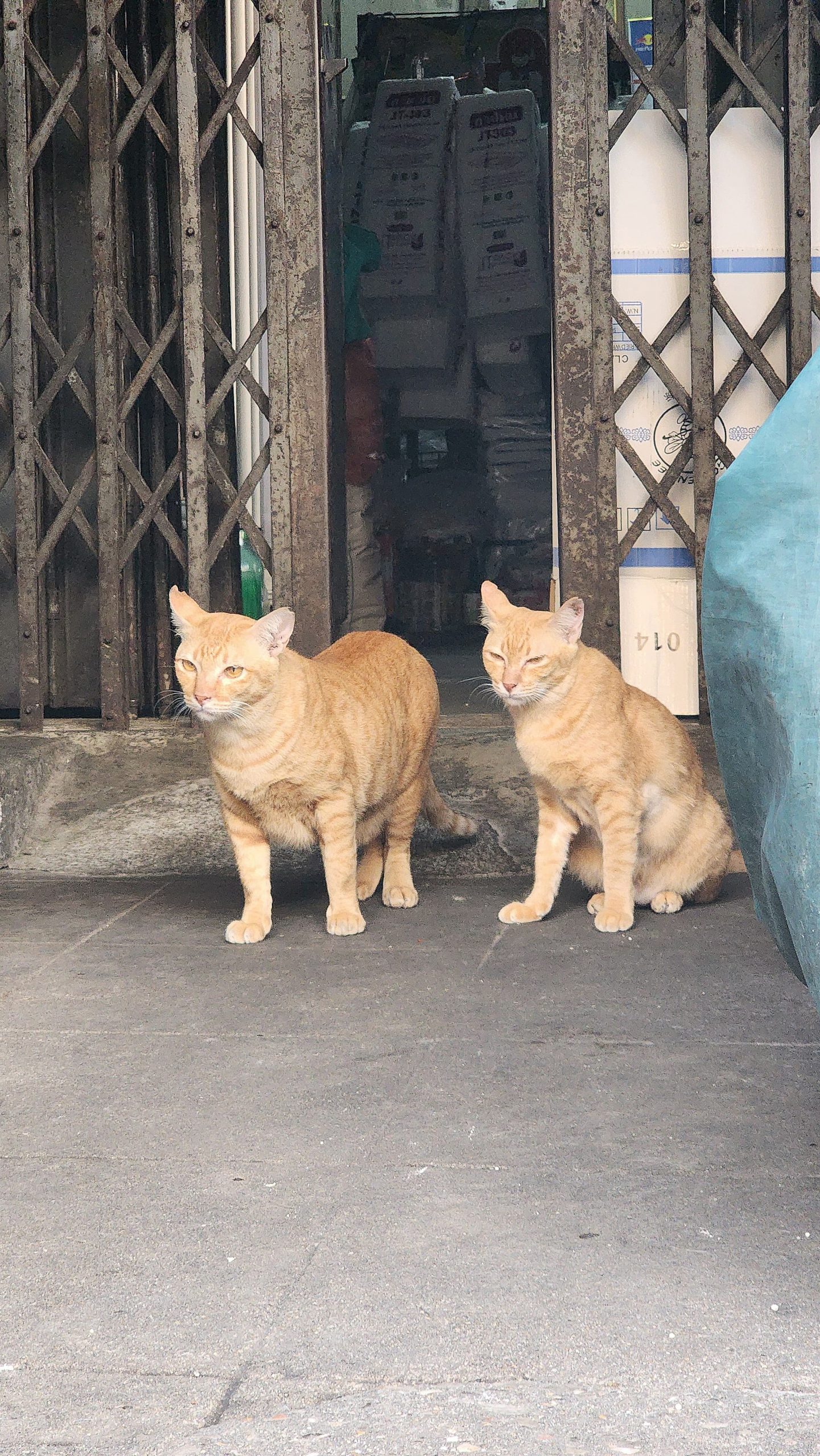 Chats jumeaux Bangkok