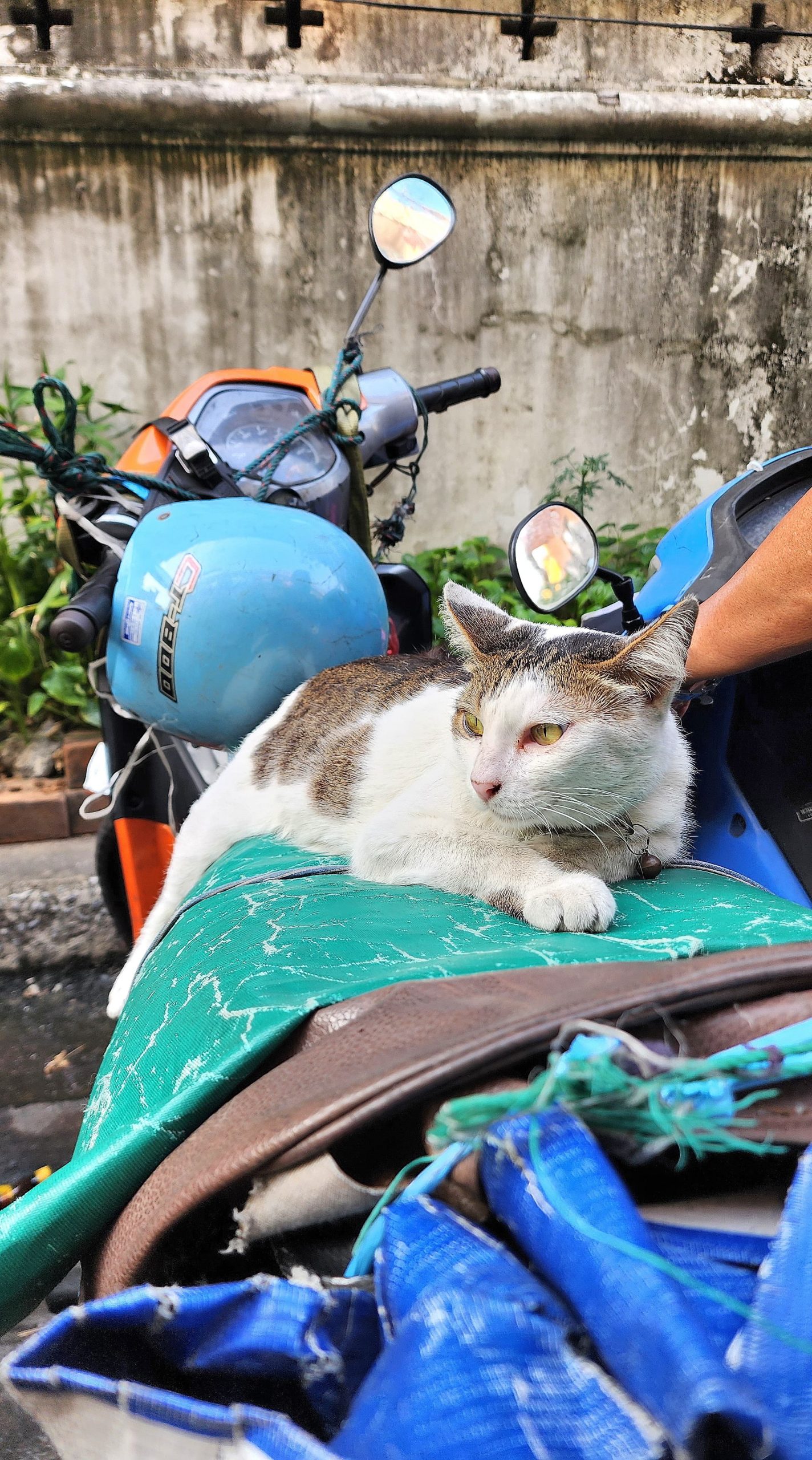 Chat sur un scooter de Bangkok